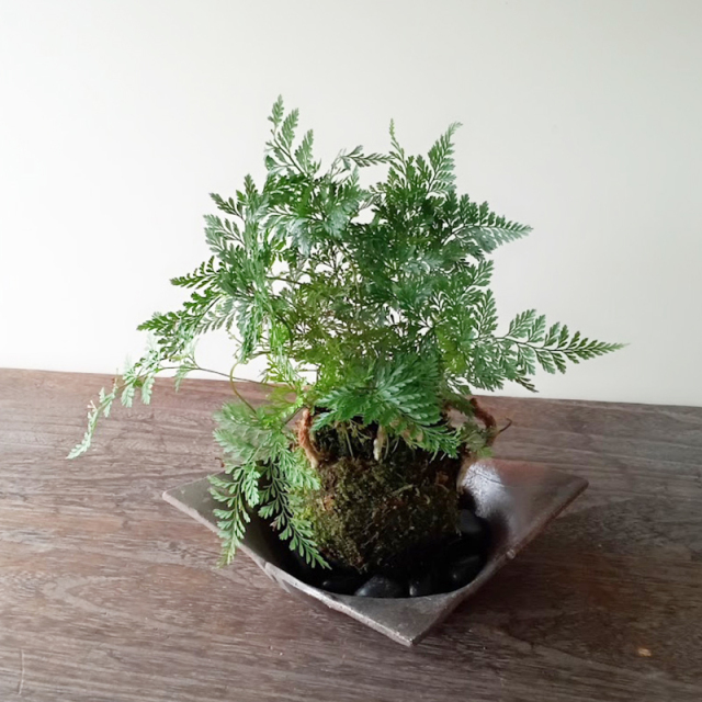 ヒトツバと黄金シダの根洗　苔玉 シダ　山野草 sinobuchad.jpg?t=20240701142748