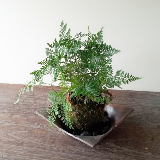 太い根茎、涼しげな葉が魅力のシダ植物【しのぶ（シノブ）の苔玉・焼締