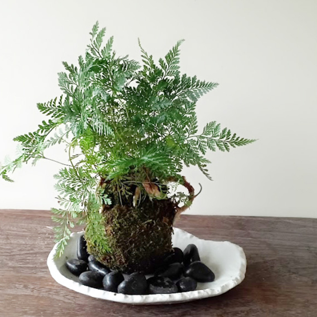 太い根茎、涼しげな葉が魅力のシダ植物【しのぶ（シノブ）の苔玉・楕円