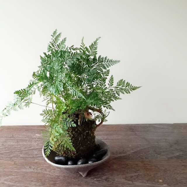 sinobuhaid.jpg?t=20240701114721