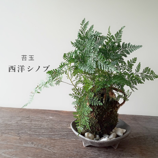 しのぶ ( シノブ )  苔玉 三つ足灰器セット コケ玉 こけだま こけ玉 忍 シダ植物　