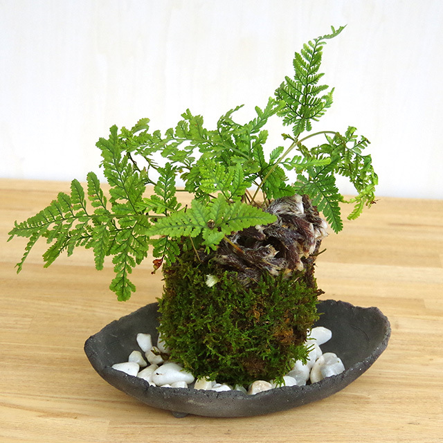 太い根茎 涼しげな葉が魅力のシダ植物 しのぶ シノブ の苔玉 炭化焼締器セット 太い根茎 涼しげな葉が魅力のシダ植物 しのぶ シノブ の苔玉 炭化焼締器セット