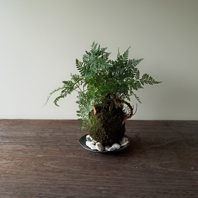 太い根茎、涼しげな葉が魅力のシダ植物【しのぶ（シノブ）の苔玉・器