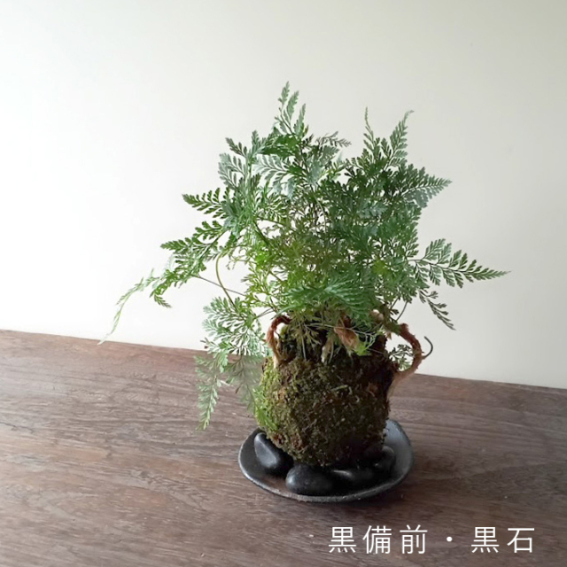 太い根茎、涼しげな葉が魅力のシダ植物【しのぶ（シノブ）の苔玉・器