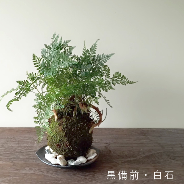 太い根茎、涼しげな葉が魅力のシダ植物【しのぶ（シノブ）の苔玉・器