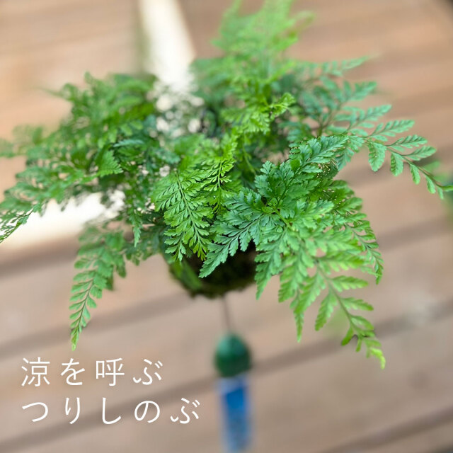 ダバリア　西洋シノブ