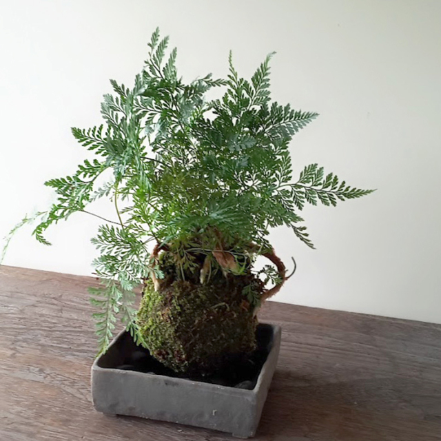 太い根茎、涼しげな葉が魅力のシダ植物【しのぶ（シノブ）の苔玉・焼締