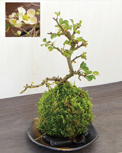 白長寿梅苔玉