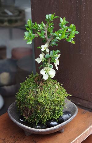 白長寿梅苔玉三つ足灰器201304c