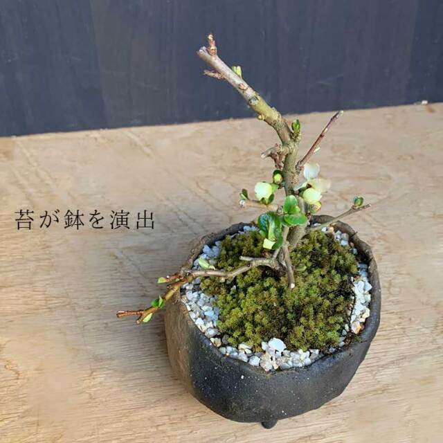 年に数回可憐な花が楽しめます【白長寿梅（しろちょうじゅばい）の盆栽