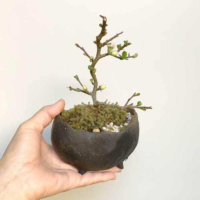 年に数回可憐な花が楽しめます【白長寿梅（しろちょうじゅばい）の盆栽