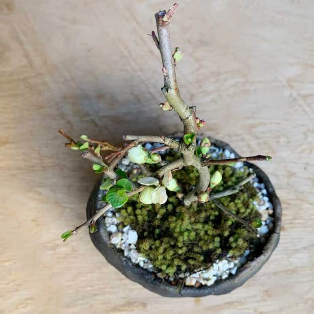 父の日の贈り物に！】年に数回可憐な花が楽しめます【白長寿梅（しろ