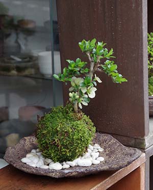 白長寿梅苔玉くらま岩器201304ｃ