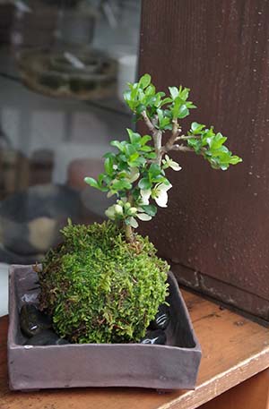 白長寿梅苔玉焼き締角器20130403c
