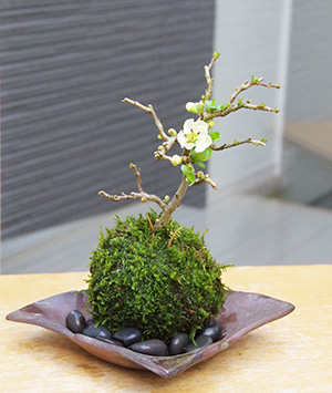 白長寿梅苔玉金山焼2016c