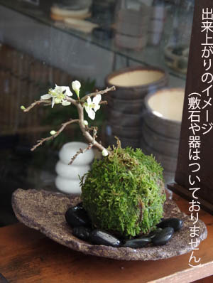 白長寿梅苔玉キットc