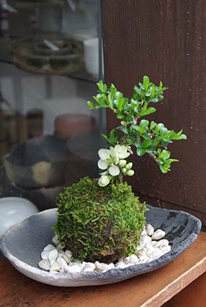 白長寿梅苔玉炭化焼き締め鉢201304ｃ