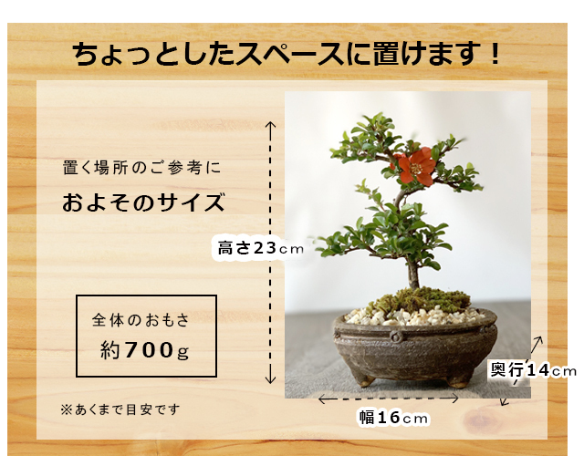 送料無料でお届け！年に数回可憐な花が楽しめます【紅長寿梅（べに