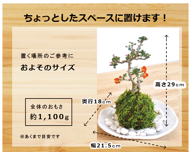 紅長寿梅苔玉