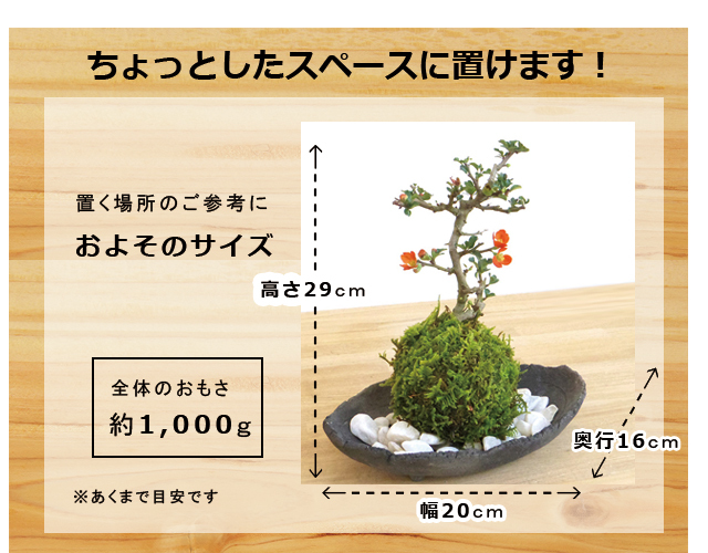 紅長寿梅苔玉