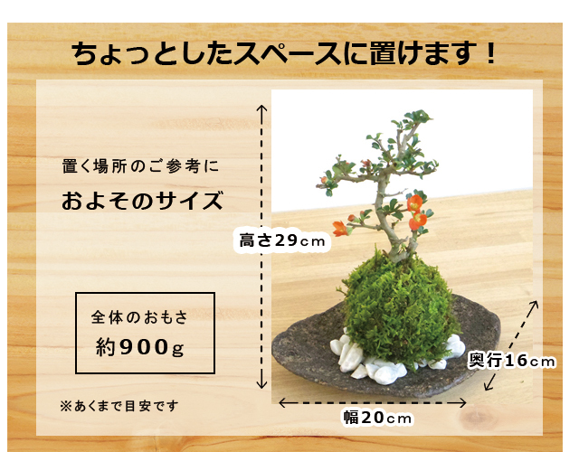 紅長寿梅苔玉