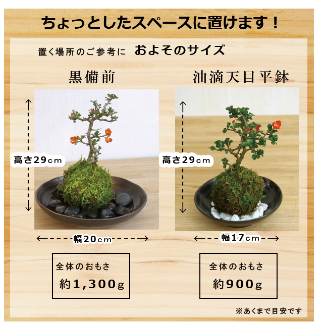 紅長寿梅苔玉　黒備前と油滴天目