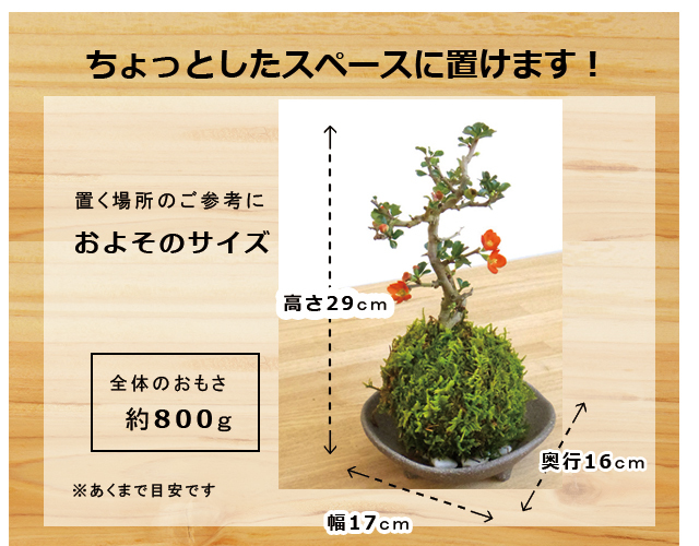 紅長寿梅苔玉