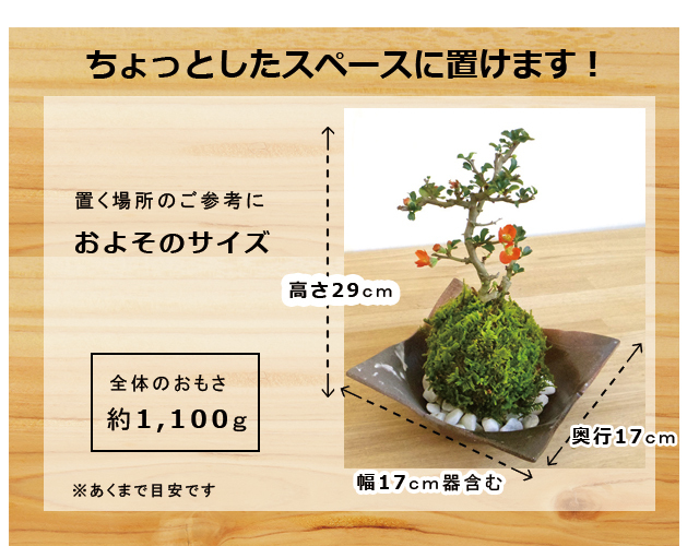 紅長寿梅苔玉