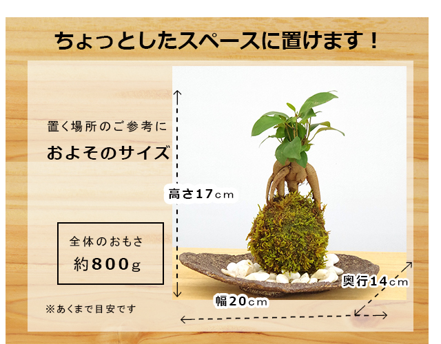 ガジュマル苔玉　サイズ