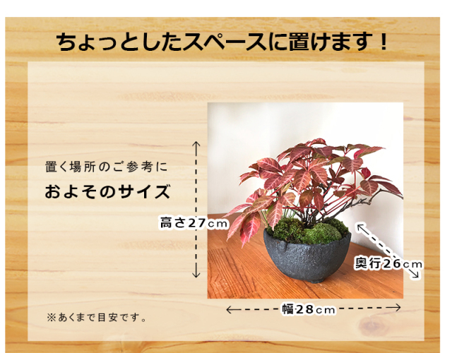 現在落葉中 送料無料でお届け 四季折々の変化を楽しむ ヘンリーヅタの盆栽 万古黒深鉢