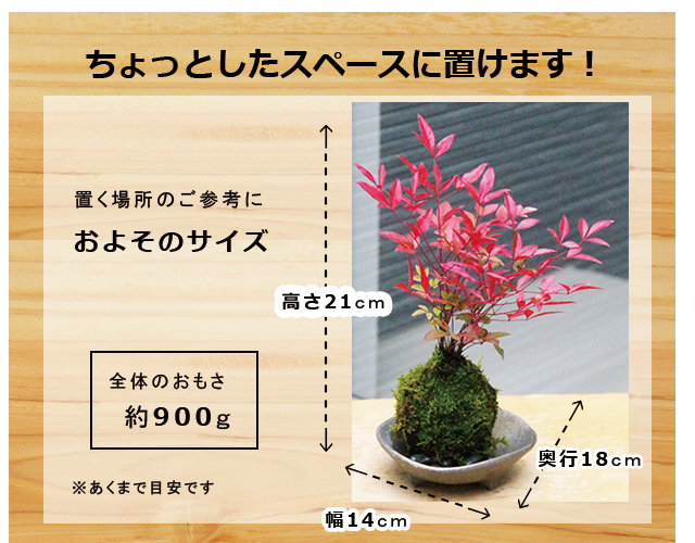 南天苔玉