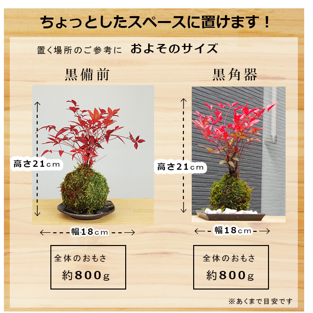 南天苔玉