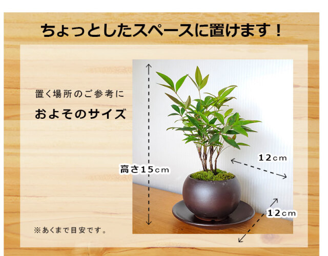送料無料でお届け！いにしえの和をお届けします【南天（なんてん）の