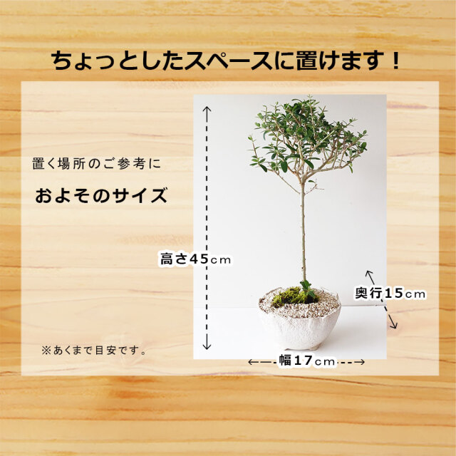 オリーブ盆栽