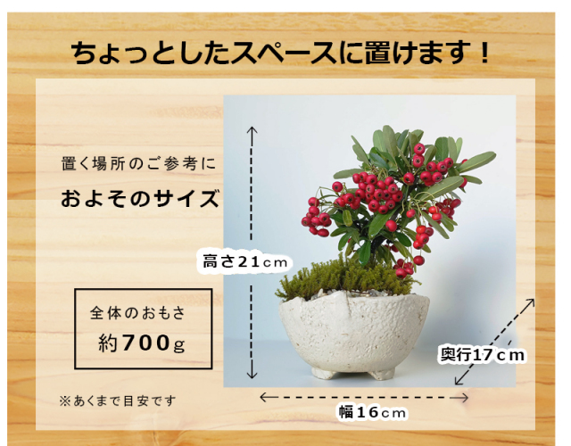 送料無料でお届け。一年中楽しめる花咲く実がなる【ピラカンサの盆栽