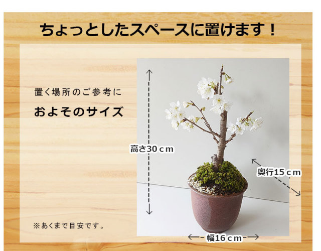 2025年開花終了】送料無料。盆栽 サクランボ 花を愛で実を