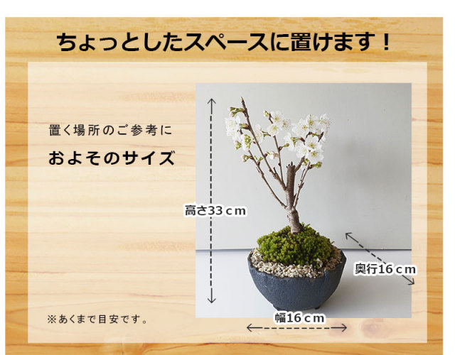 送料無料 盆栽 サクランボ 花を愛で実をたのしめるさくらんぼ 萬古焼 深丸黒鉢 四日市 鉢 桜桃