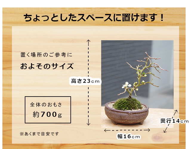 白長寿梅