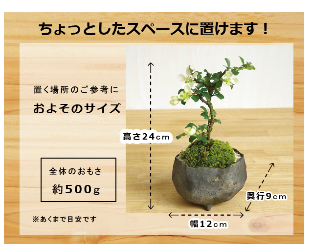 炭化焼締鉢　白長寿梅サイズ