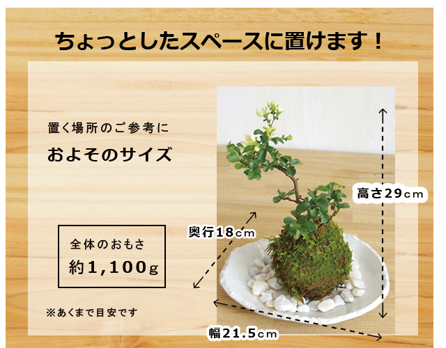 白長寿梅　粉引
