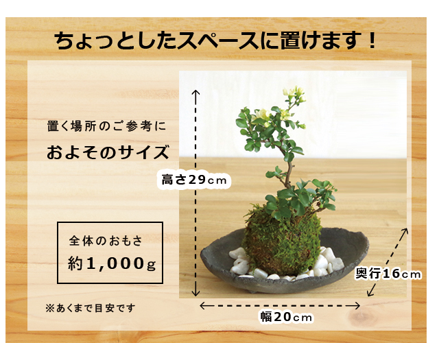 白長寿梅　炭化焼締器