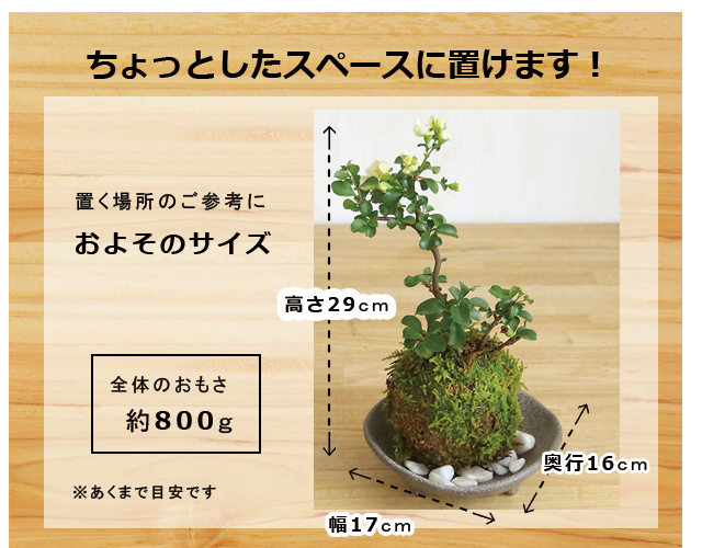 白長寿梅　三つ足灰器