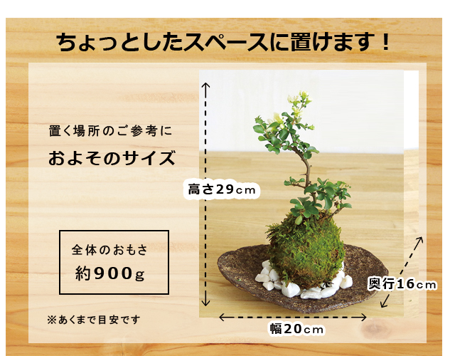 白長寿梅　鞍馬岩