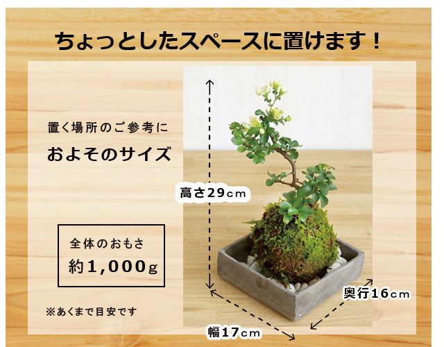 白長寿梅　焼締角器
