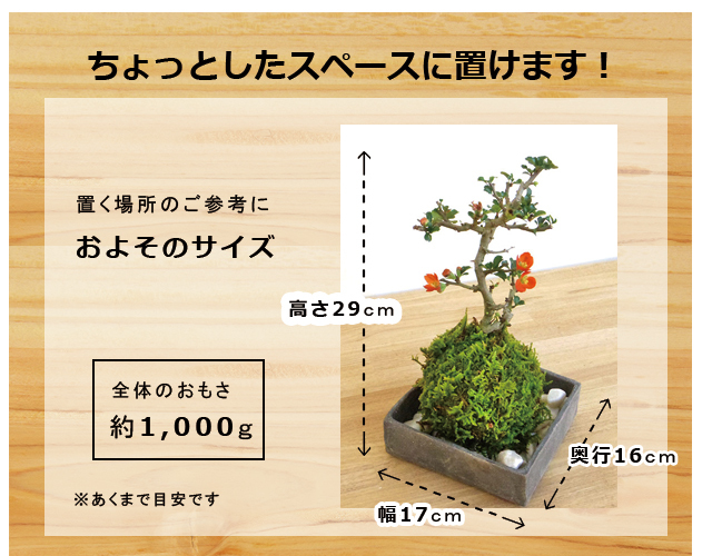 紅長寿梅苔玉