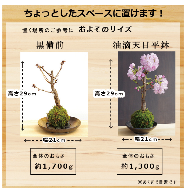 旭山桜
