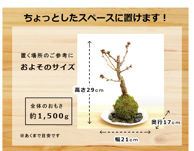 旭山桜