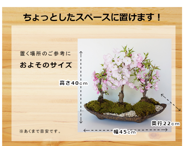 2026年開花終了】送料無料 旭山桜 ( あさひやまさくら ) 三本植え 盆栽