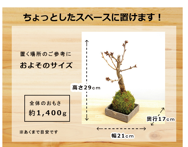 旭山桜