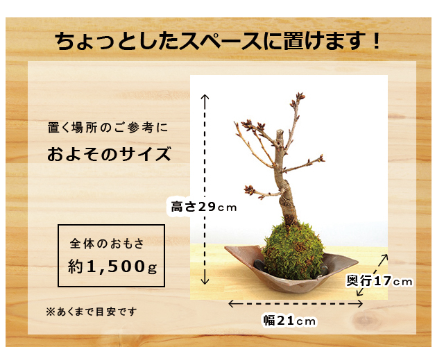 旭山桜
